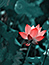 Lotus Flower 30B