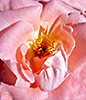 Red Rose 1
