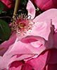 Pink Rose  Center 3