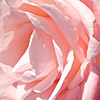 Pale pink rose