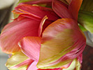 Tulip 8