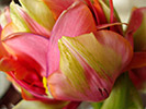 Tulip 9