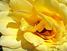 Yellow Rose 1