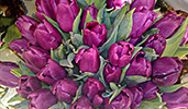 Fuschia Tulips III