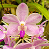 Pink flower with ant