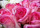 Pink Roses