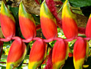 Red banana flower