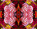 Flower Mandala 8