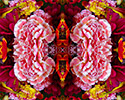 Flower Mandala 8