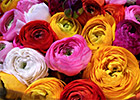 Italien Flowers