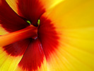 Yellow Hibiscus 13