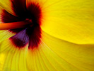 Yellow Hibiscus 21