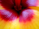 Yellow Hibiscus 15