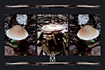 M-Nature 10